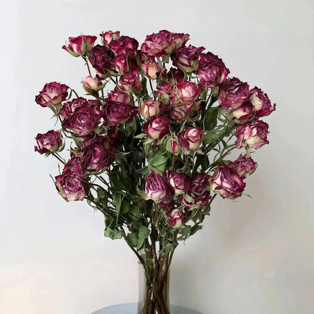 Bouquet of dried purple and white roses on a white background