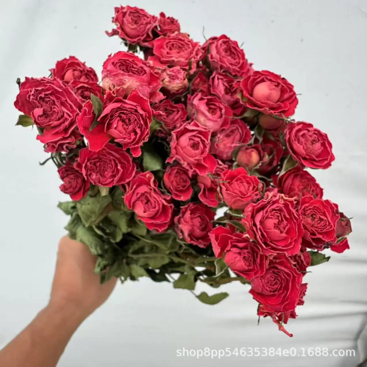 Bouquet of dried red roses held by a hand against a light gray background