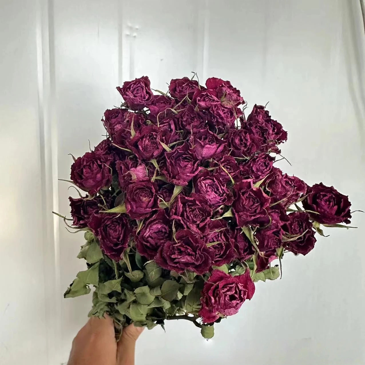Bouquet of dried dark violet roses held against a white background
