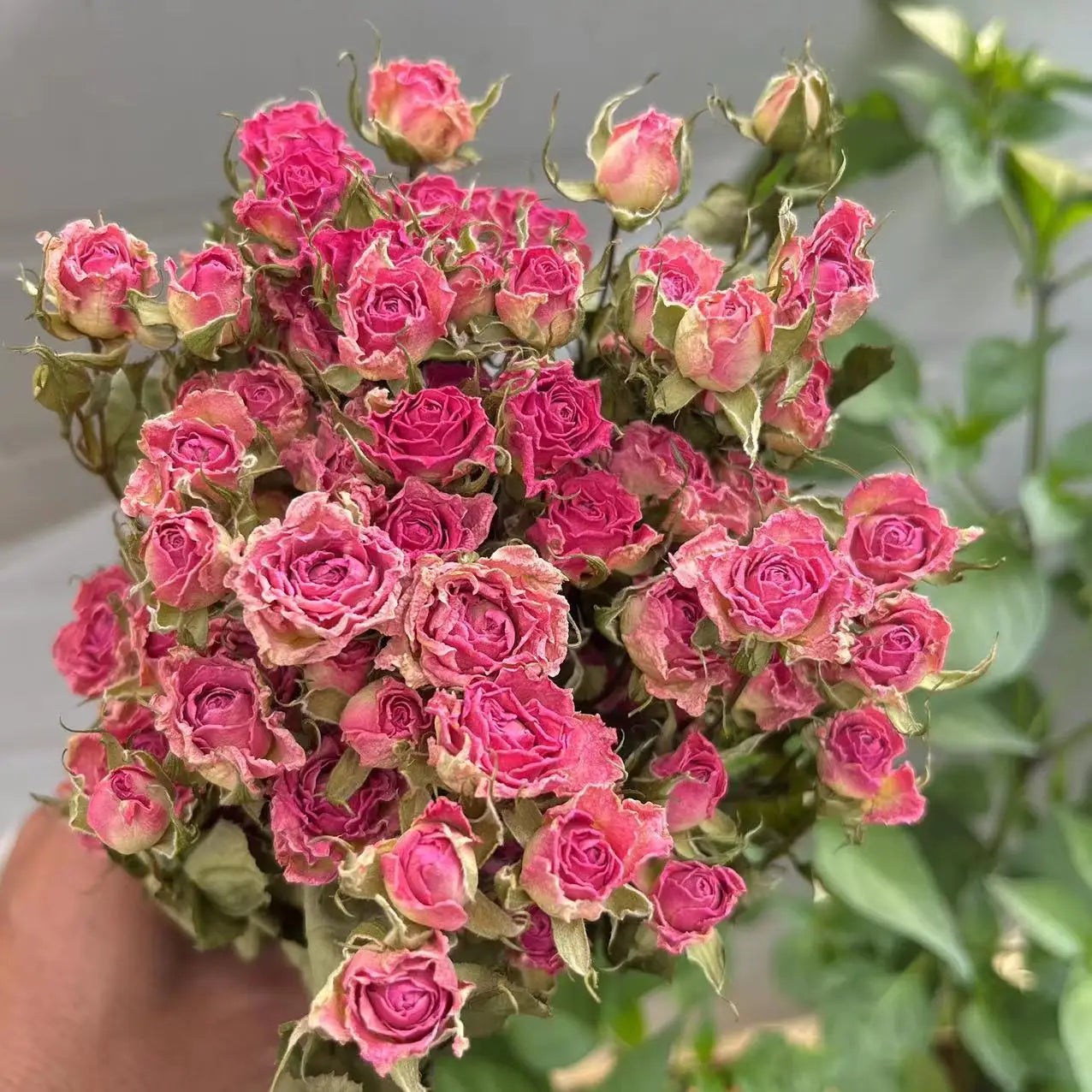 Bouquet of dried pink roses with green leaves against a neutral background