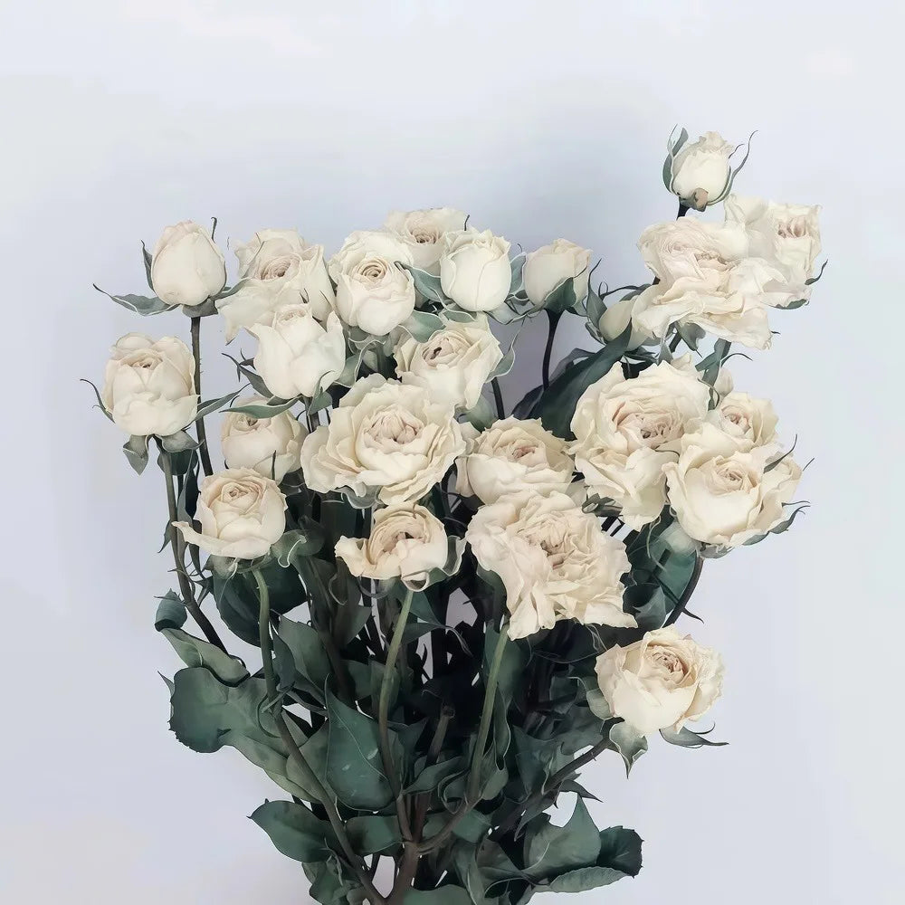Bouquet of dried white roses with green stems on a light grey background