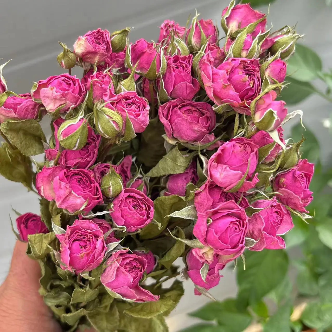Bouquet of dried pink roses with green leaves held by a hand against a blurred background