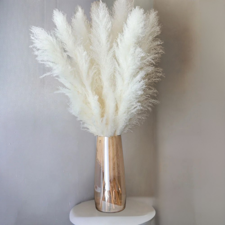 Large Dried Fluffy Pampas Grass
