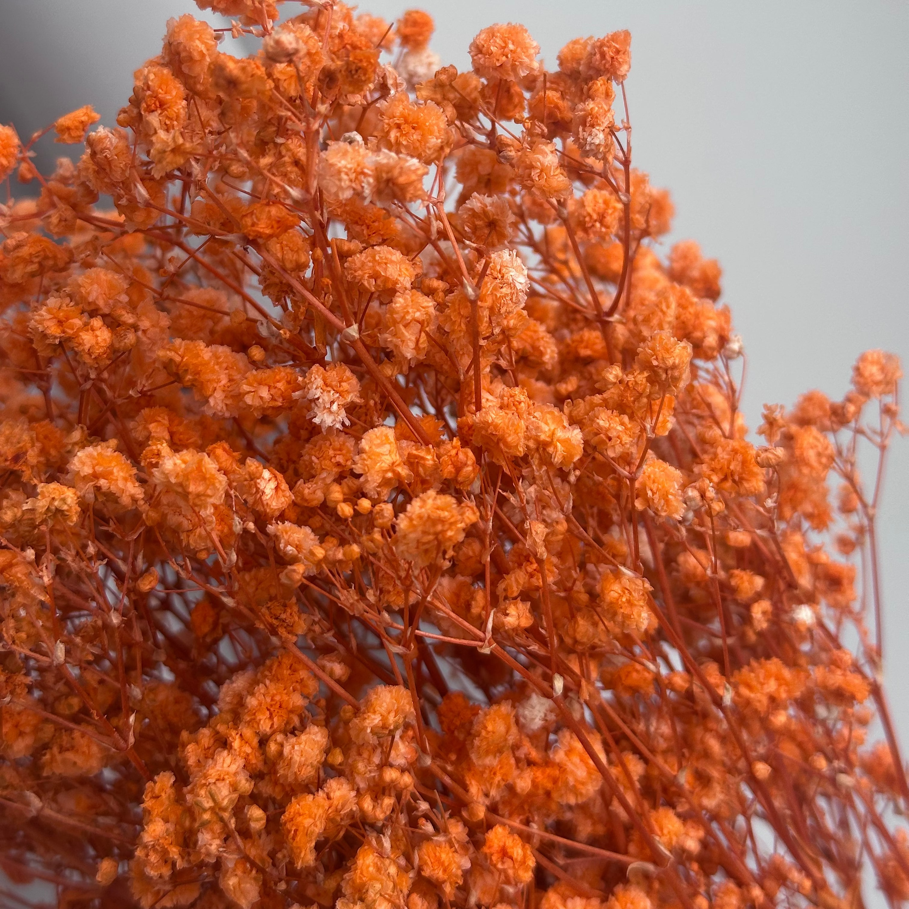 Bouquet of dried orange gypsophila flowers against a neutral background