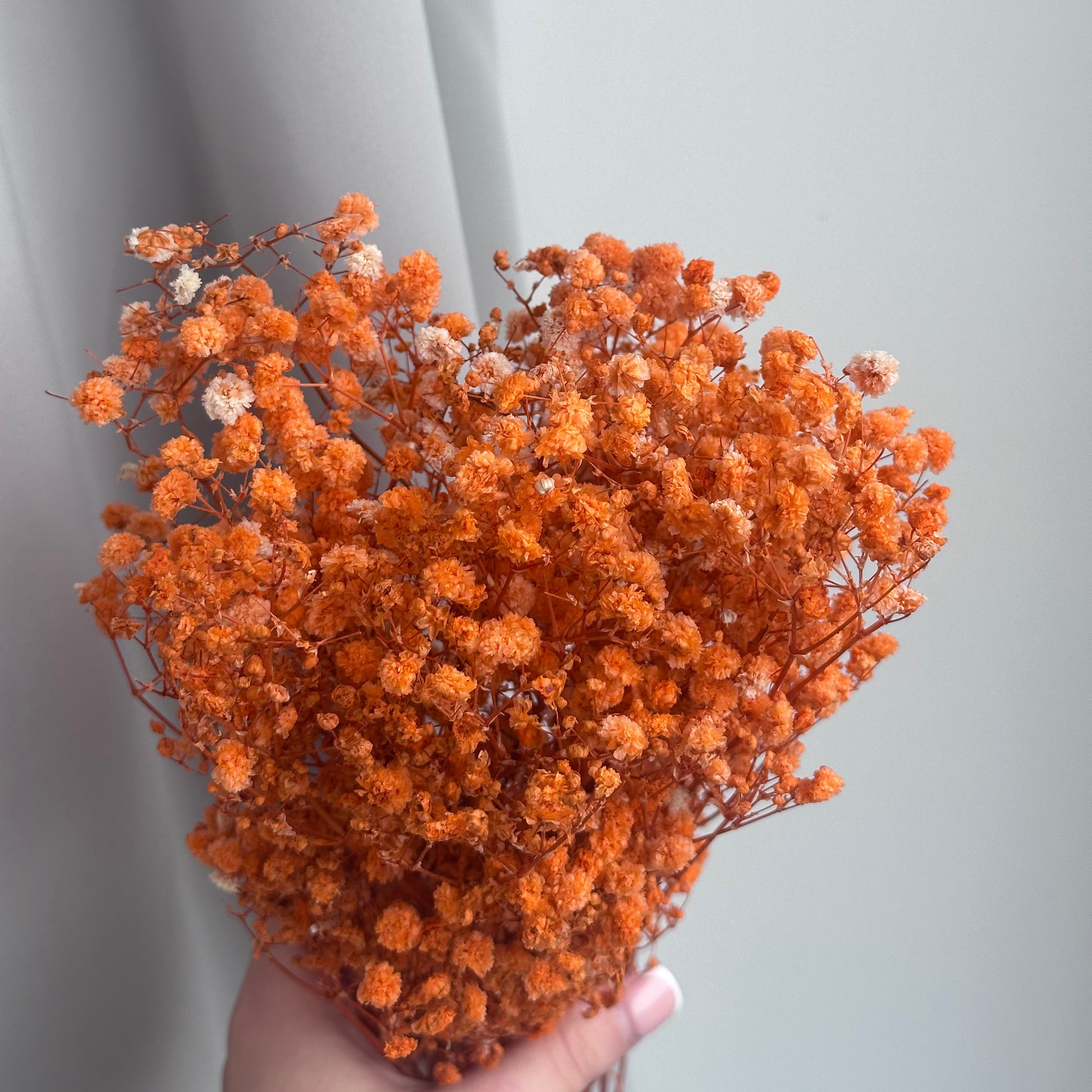 Bouquet of orange dried gypsophila flowers held against a light grey background