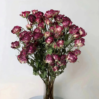 Bouquet of dried purple and white roses on a white background