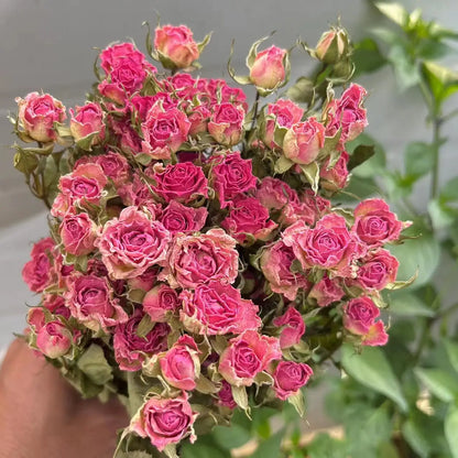 Bouquet of dried pink roses with green leaves against a neutral background