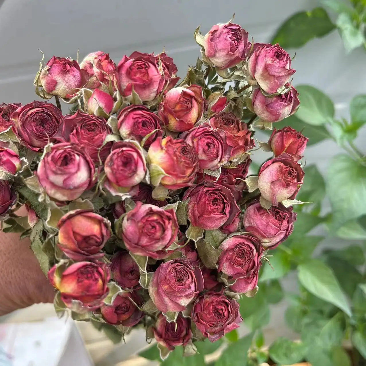 Bouquet of dried pink roses with green leaves on a blurred background