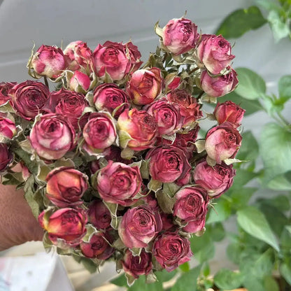 Bouquet of dried pink roses with green leaves on a blurred background